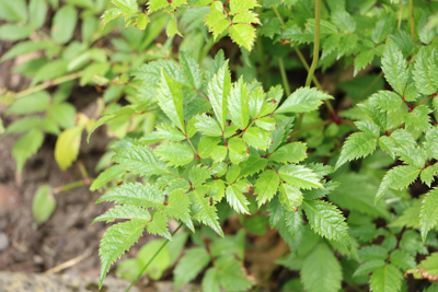 Prachtspiere Astilbe