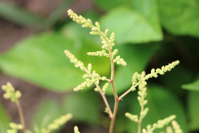 Prachtspiere Astilbe