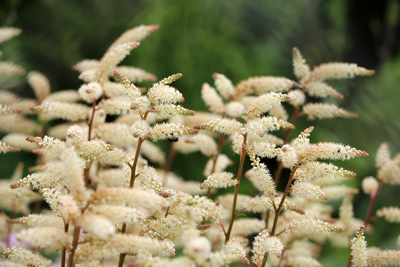 Prachtspiere Astilbe