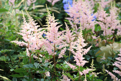 Prachtspiere Astilbe Stauden