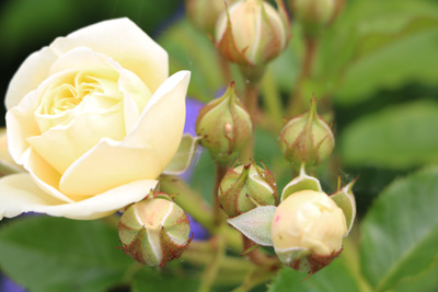 Rosen Kleinstrauchrose, Bodendeckerrose Rosengarten