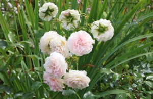 Rosen Kleinstrauchrose, Bodendeckerrose