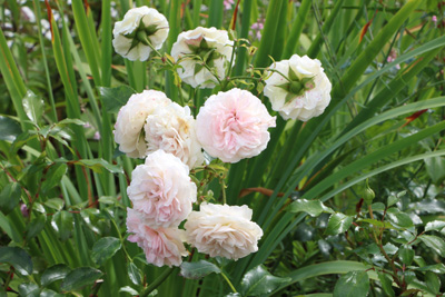 blühende Bodendecker Rose