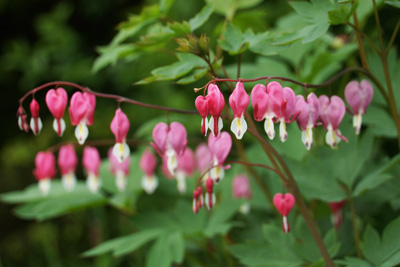 tränendes Herz Lamprocapnos spectabilis