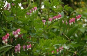 tränendes Herz Lamprocapnos spectabilis