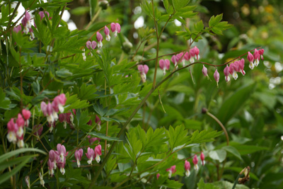 tränendes Herz Lamprocapnos spectabilis