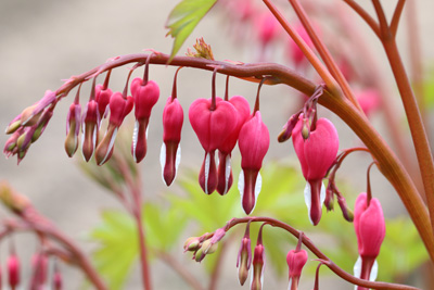 tränendes Herz Lamprocapnos spectabilis