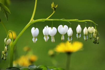 tränendes Herz Lamprocapnos spectabilis