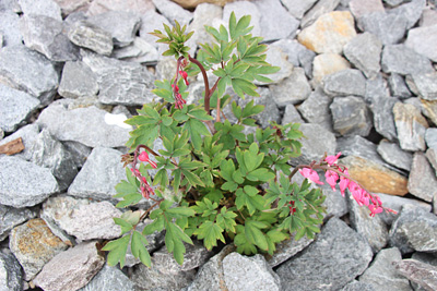 tränendes Herz Lamprocapnos spectabilis