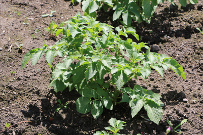 Kartoffel Solanum tuberosum