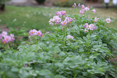 Kartoffel Solanum tuberosum