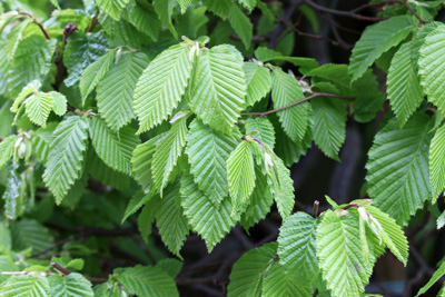 Hainbuche - Carpinus betulus