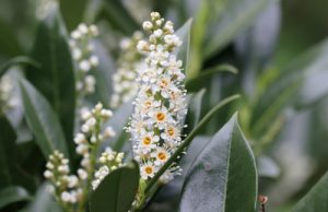 Lorbeerkirsche Prunus laurocerasus