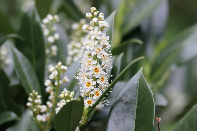 Lorbeerkirsche Prunus laurocerasus