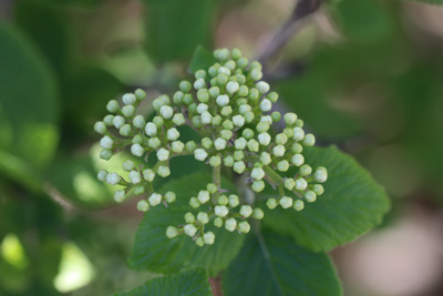 Schneeball Viburnum 