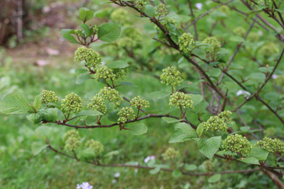 Schneeball Viburnum 