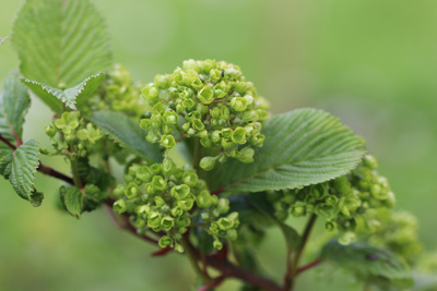 Schneeball Viburnum 