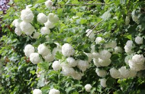 Schneeball Viburnum