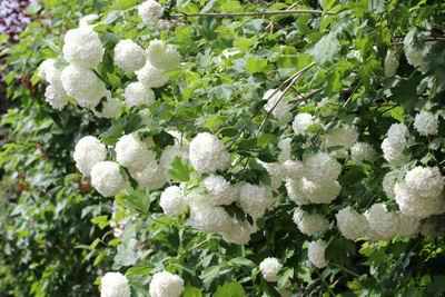 Schneeball Viburnum