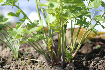 Levisticum officinale