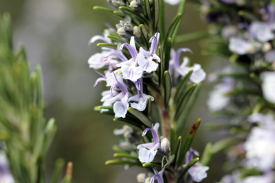 Rosmarin Rosmarinus officinalis