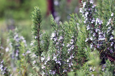 Rosmarin Rosmarinus officinalis