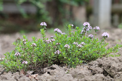 Thymian Lichtkeimer