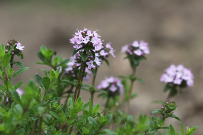 Thymian Kräuter