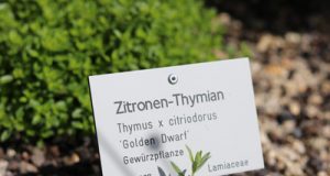 Zitronenthymian