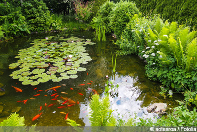 Goldfische im Gartenteich