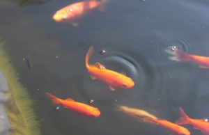 Goldfische im Gartenteich