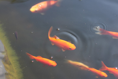 Goldfische im Gartenteich