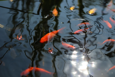 Goldfische im Gartenteich