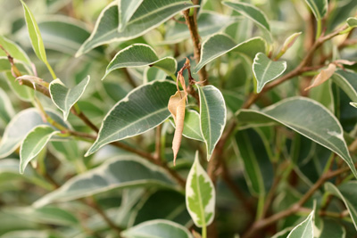 Birkenfeige Ficus benjamina