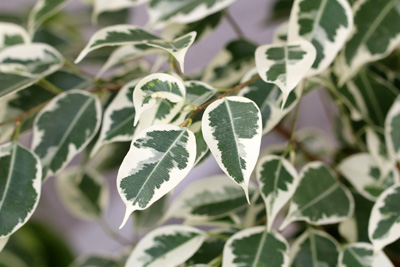 Birkenfeige Ficus benjamina