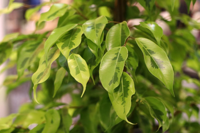 Birkenfeige Ficus benjamina