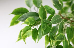 Birkenfeige Ficus benjamina