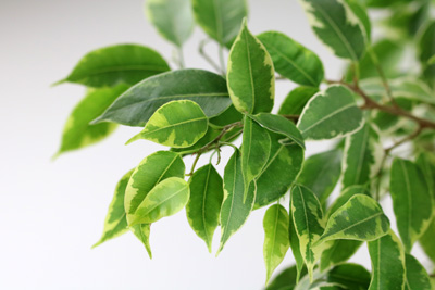 Birkenfeige Ficus benjamina