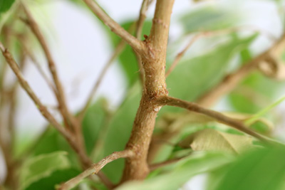 Birkenfeige Ficus benjamina