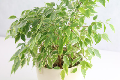 Birkenfeige Ficus benjamina