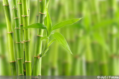 Glücksbambus (Lucky Bamboo) - Einpflanzen und Pflege 