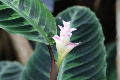 Korbmarante Calathea