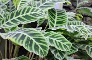 Korbmarante Calathea