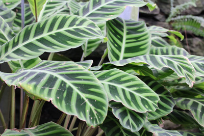 Korbmarante Calathea