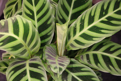 Korbmarante Calathea Grünpflanze