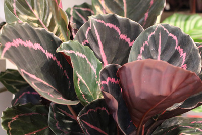 Korbmarante Calathea