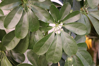 Schefflera