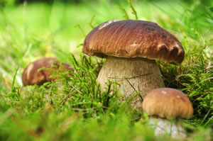 Steinpilze auf der Wiese Steinpilze auf der Wiese