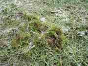 Rasen mit Moos Rasen mit Moos