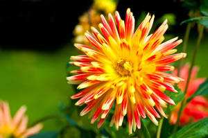 Dahlien Dahlien